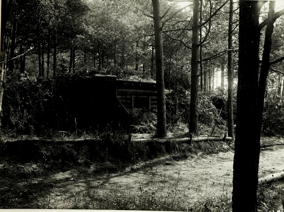 Eigenes Winterquartier im Wald südwestlich Drenòw. (BildID 15589726)