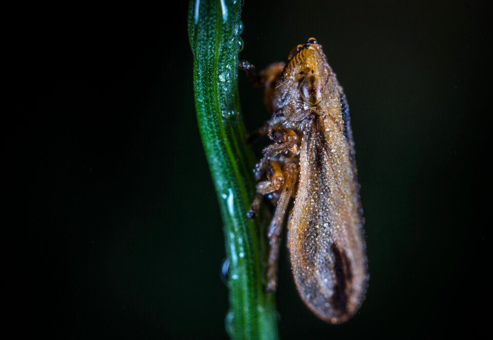 Nature living nature for ordinary high rot leafhopper