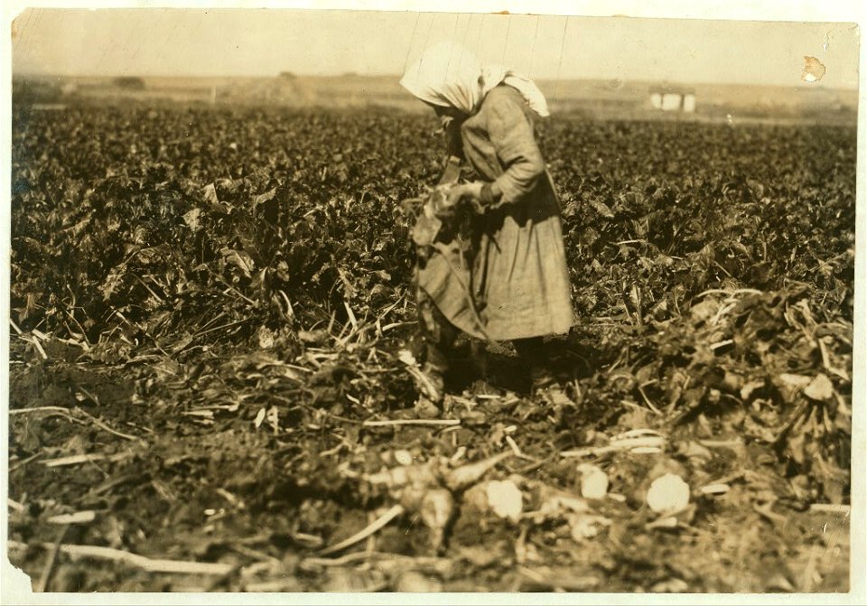 Eight-year-old girl (see label 4006). She is very skilful (sic) topping the beets, but this work is very fatigueing (sic) and dangerous for such children. See Hine report for details of the LOC nclc.00331