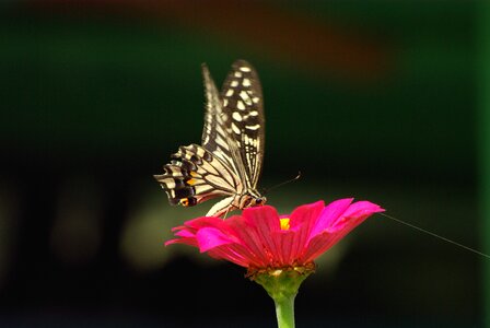 Insects outdoors swallowtail