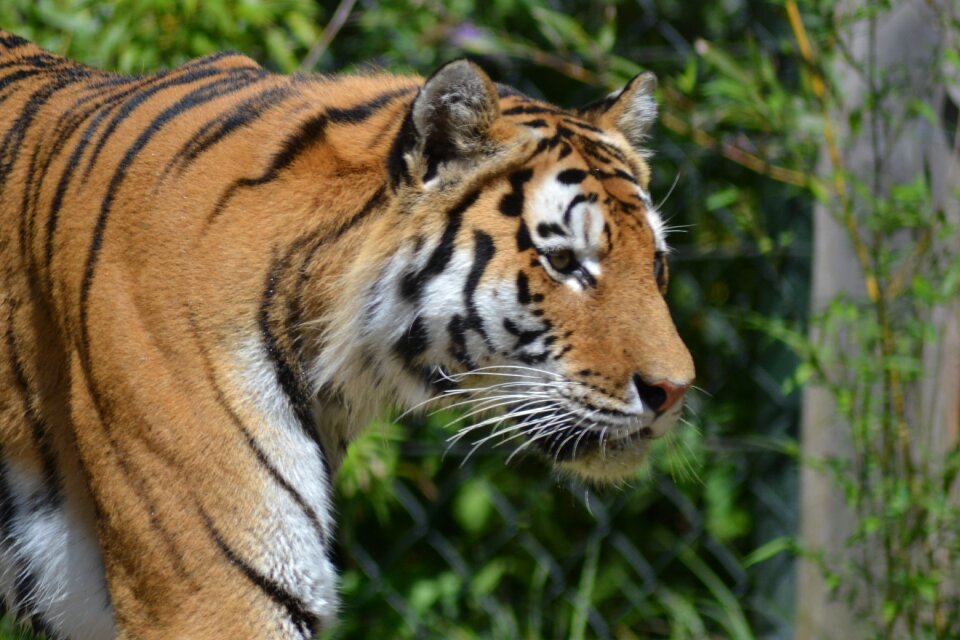 Dangerous predator close up