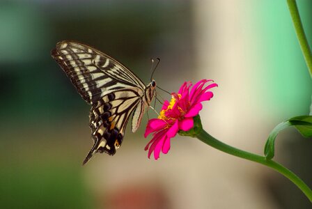 Insects outdoors swallowtail