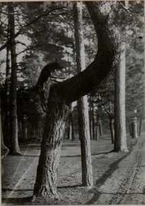 Ein Meldehund klettert auf einen Baum (BildID 15445662)