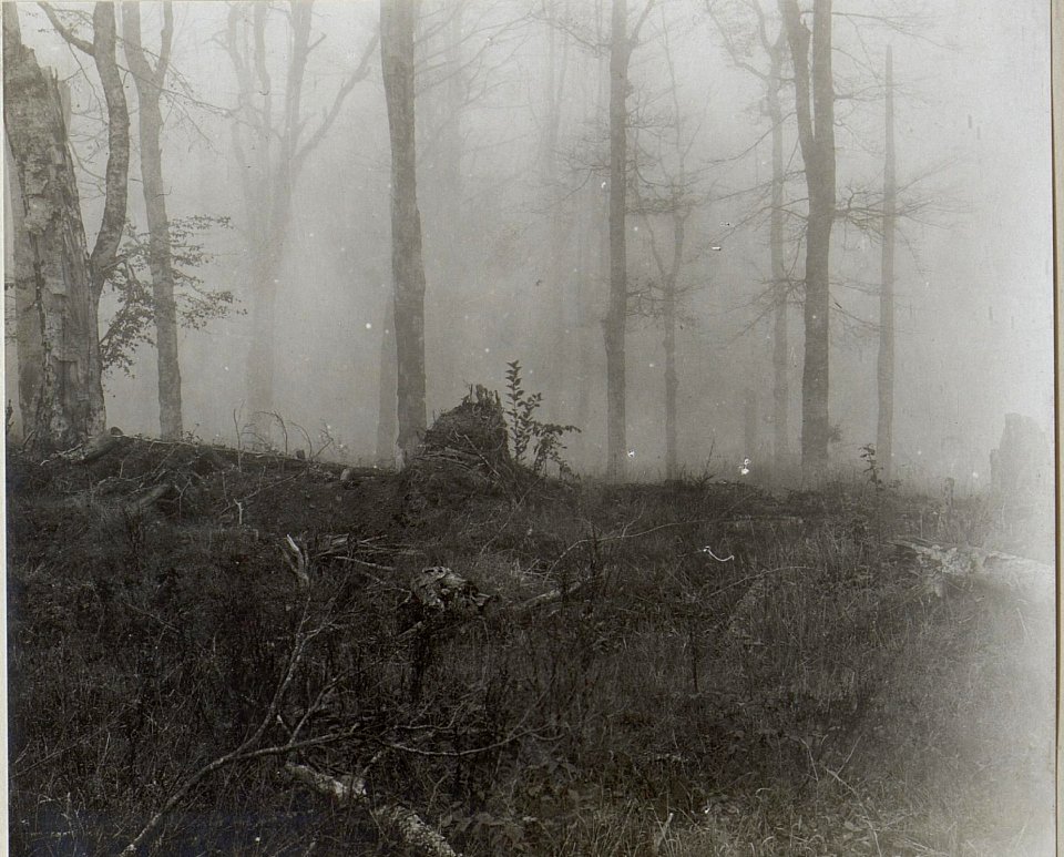 Ein Teil der Stellung der 14.Kompanie mit Horchpostenstand in einem alten hohlen Baum auf der Jagodnja. Aufgenommen nach 3 Jahren (1917) (BildID 15660803)