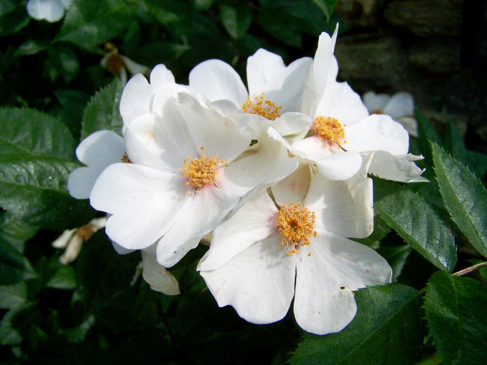 White flower garden summer flower