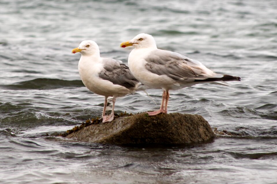 Bird ocean atlantic