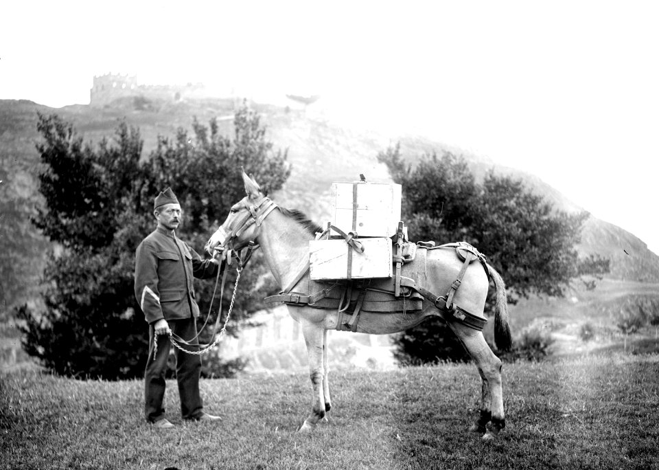 Ein mit drei Kisten beladenes Maultier vor der Burg bei Sitten - CH-BAR - 3239711