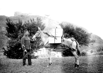 Ein mit drei Kisten beladenes Maultier vor der Burg bei Sitten - CH-BAR - 3239711