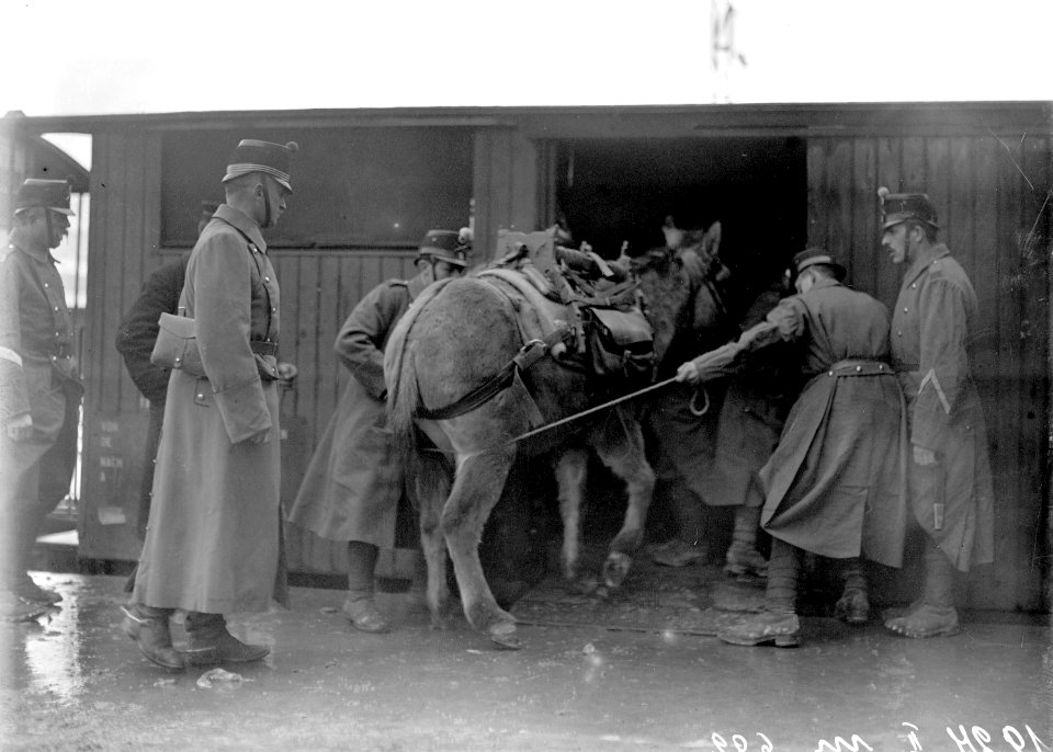 Ein Maultier wird in den Eisenbahnwagen verladen - CH-BAR - 3238294