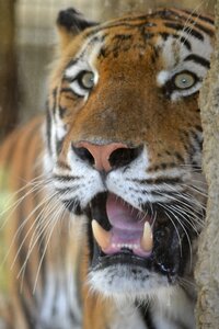Dangerous predator close up