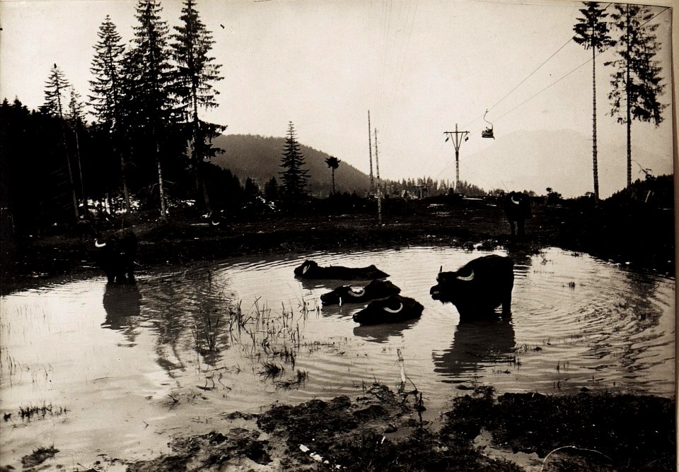 Eindrücke während des Besuchs der Front in Südtirol am 26.6.1917, hier eine Gruppe von Büffeln (BildID 15565871)