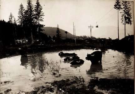 Eindrücke während des Besuchs der Front in Südtirol am 26.6.1917, hier eine Gruppe von Büffeln (BildID 15565871)