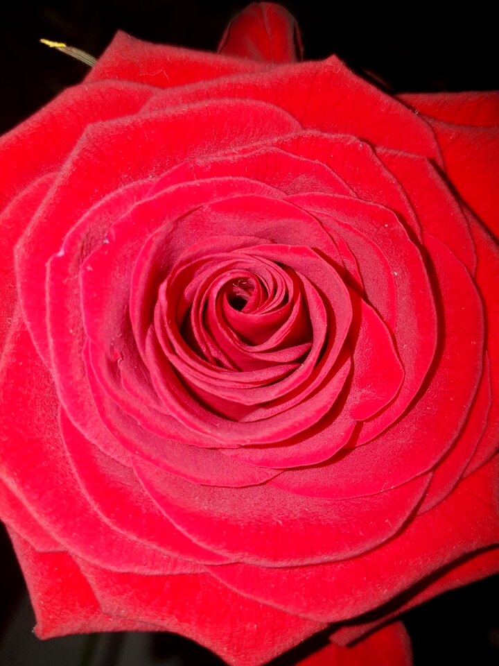 Flower romance petal