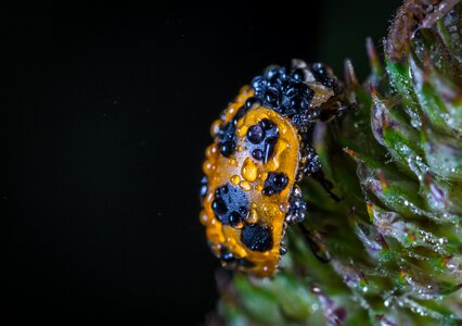 Nature outdoors drops