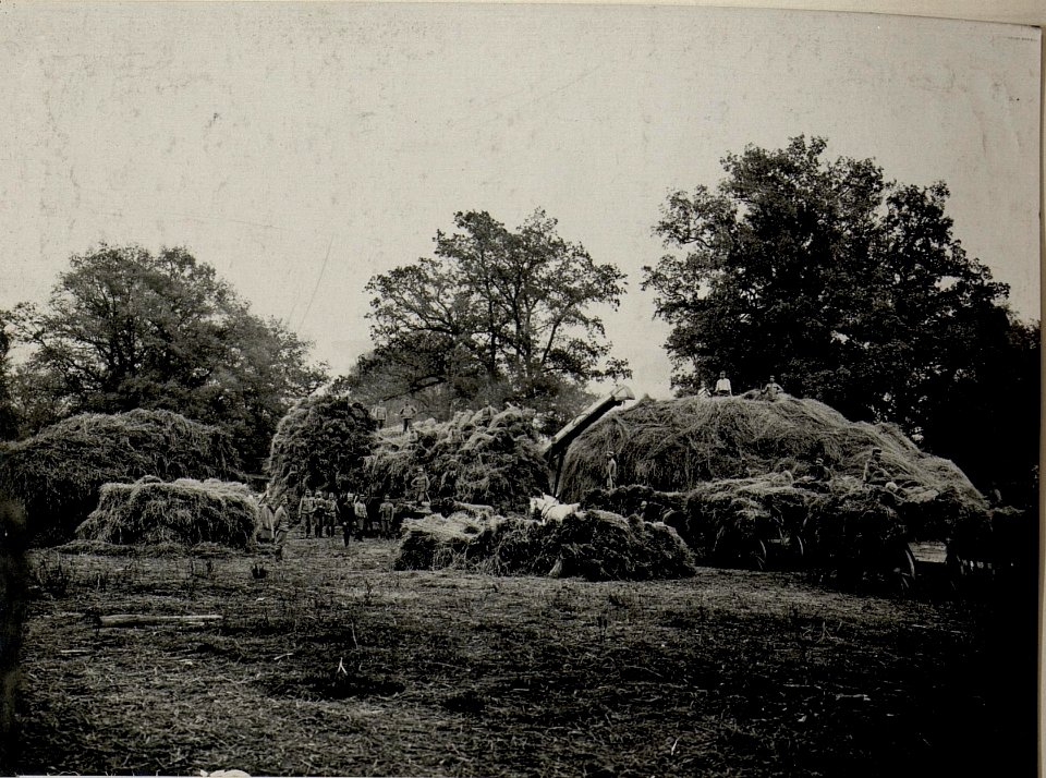 Einbringung der Ernte zum Dreschen. -, Ostrozec,- Aufgenommen am 25. X. 1915. (BildID 15540510)