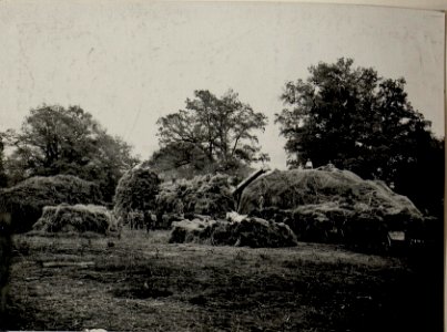 Einbringung der Ernte zum Dreschen. -, Ostrozec,- Aufgenommen am 25. X. 1915. (BildID 15540510)
