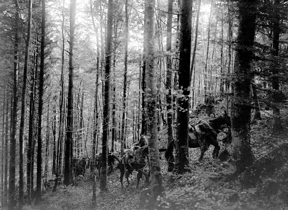 Eine Kavalleriepatrouille im Wald - CH-BAR - 3239117
