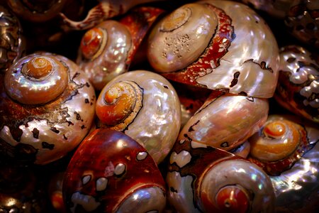 Mother of pearl shimmer decorative