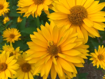 Nature beautiful yellow flowers