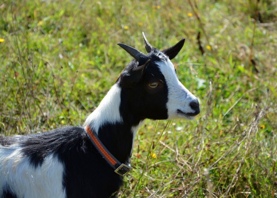 Animal nature domestic animal