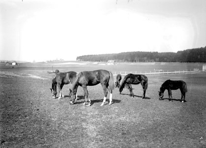 Einjährige Pferde auf der Weide - CH-BAR - 3238388 photo