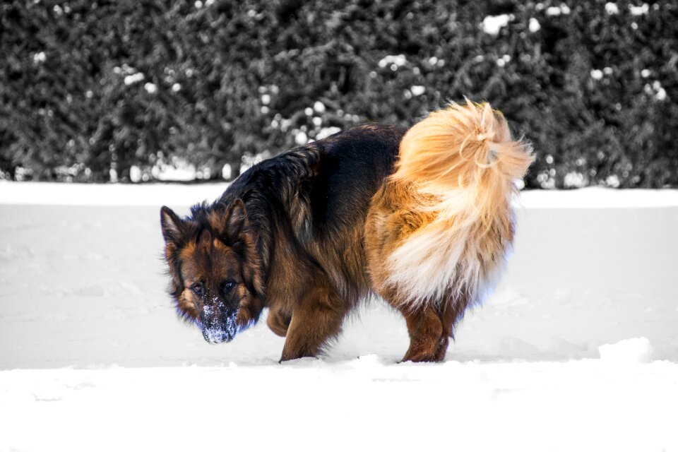 Dog best friend happy
