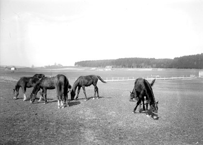 Einjährige Pferde auf der Weide - CH-BAR - 3238389 photo