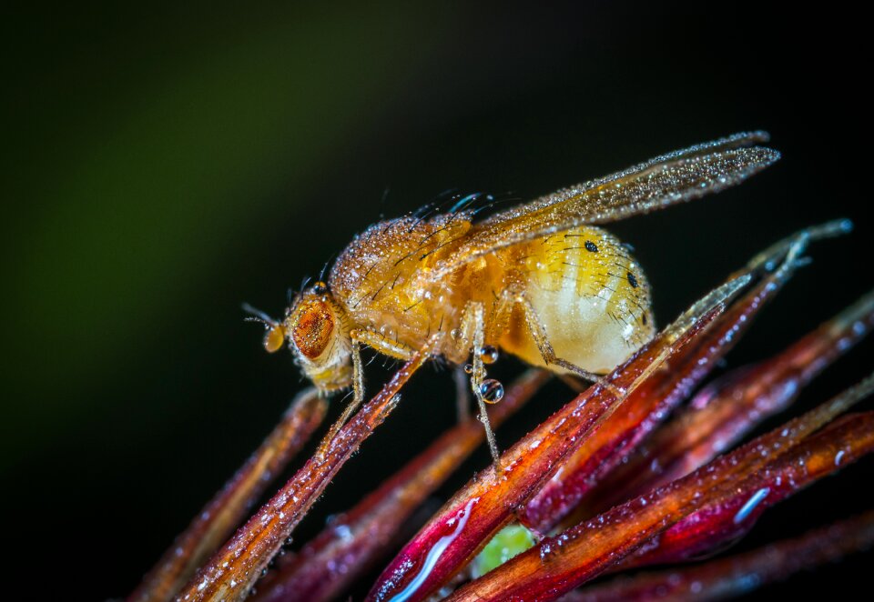 Nature krupnyj plan macro