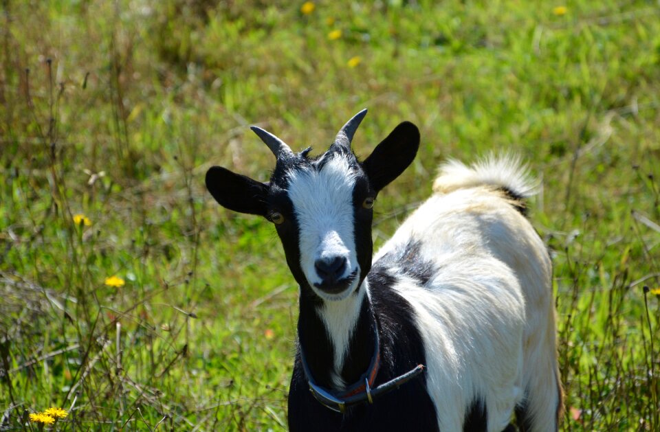 Curious mammal nature
