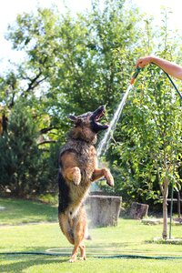 Wolfhound dog pets photo