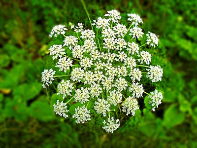Garden botany nature
