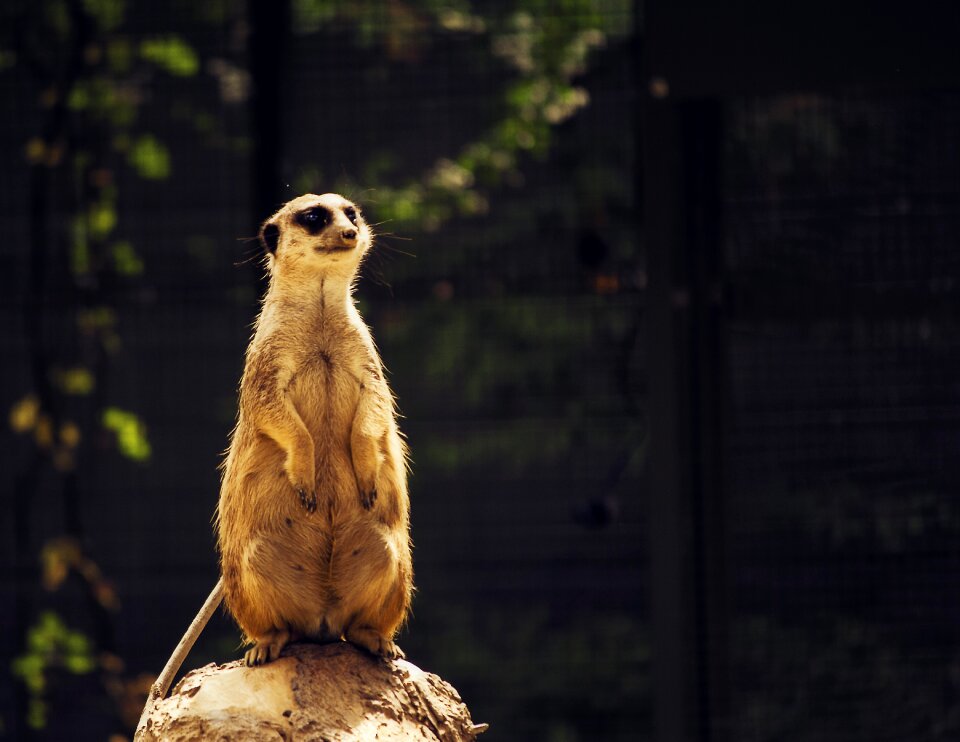 Cute meerkat mongoose