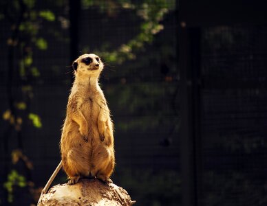 Cute meerkat mongoose photo