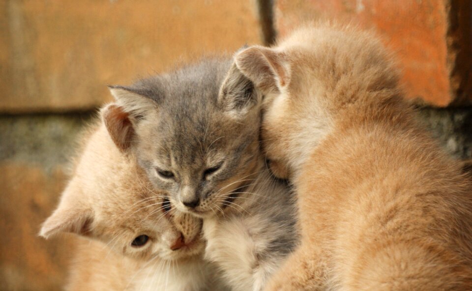 Domestic pets puppies