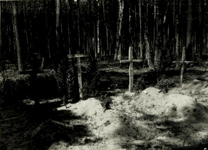 Einzelgräber des Infanterieregiments Nr. 62 östlich im Wald bei Janòw. Ein Grab trägt die Aufschrift Stefan Péter. (BildID 15589141)