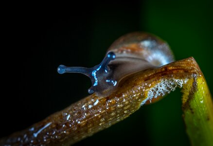 Snail slimy macro