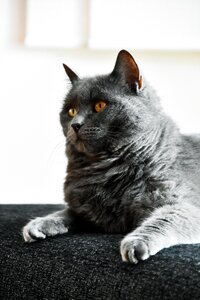 Cat pet portrait photo