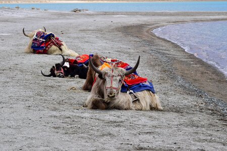 Lake animals ride