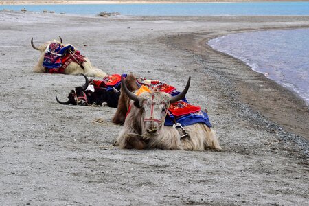 Lake animals ride photo