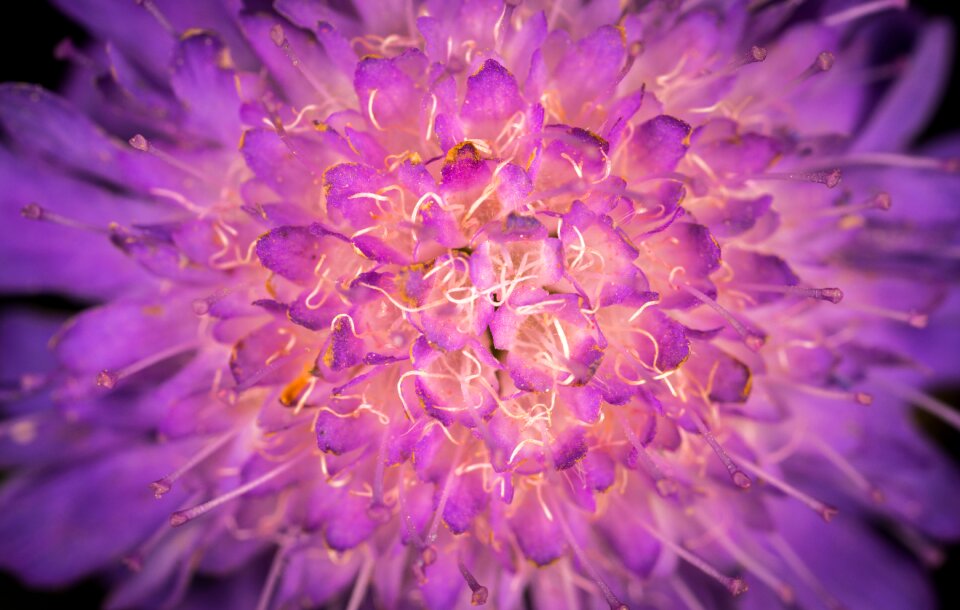Summer color macro