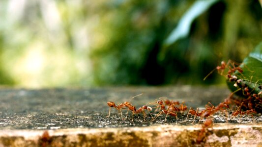 Ant groups team teamwork