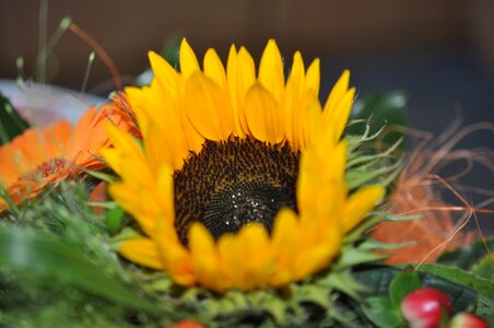 Late summer yellow blossom photo