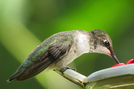 Green white wildlife
