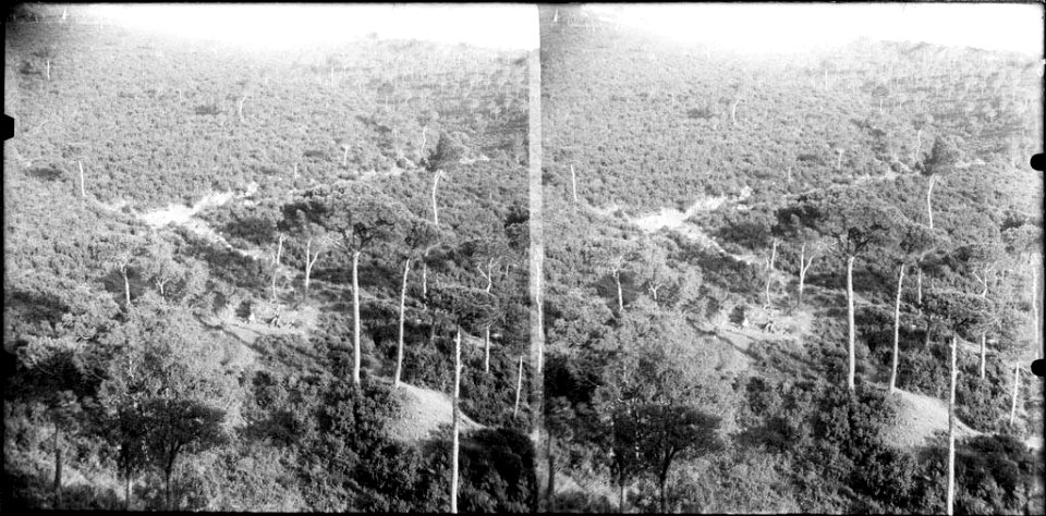 El camí de Cal Totxo (AFCEC BORDAS D 4509)