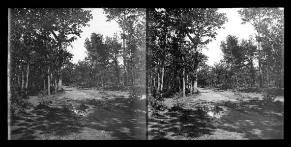 El camí de Vilalleons enmig d'un bosc