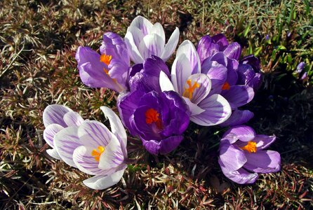 Nature plant blooming