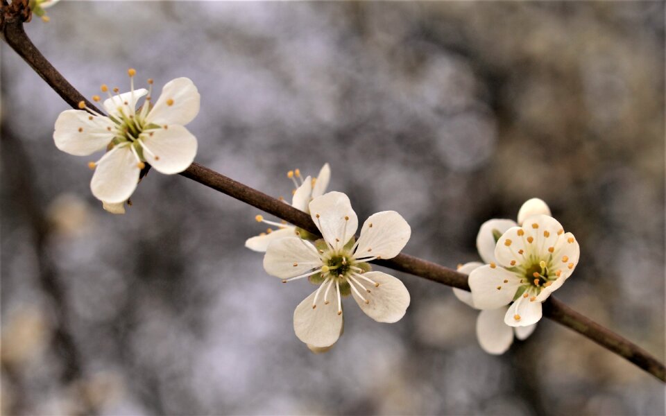 Branch flora cherry