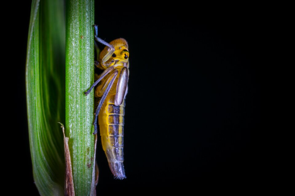 Living nature nature for ordinary high rot leafhopper