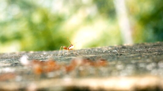 Ant ant egg single ant