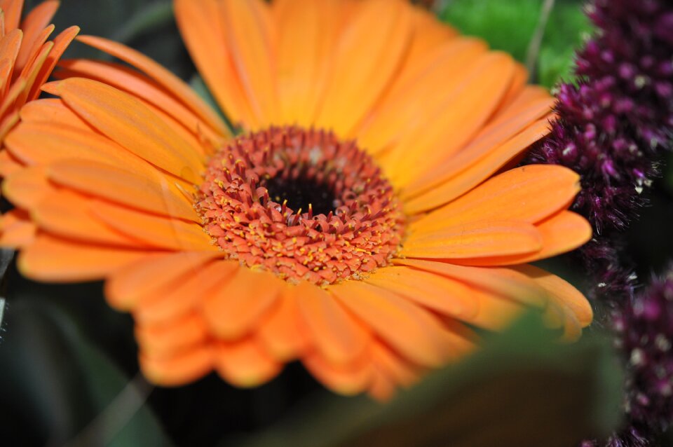 Bloom flower gerbera